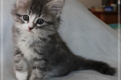 Schneeflocke-Liebeshof-blue-classic-silver-tabby-white-8-Wochen-alt.-www.sibirische-katzen-hamburg.de-I