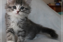 Schneeflocke-Liebeshof-blue-classic-silver-tabby-white-8-Wochen-alt.-www.sibirische-katzen-hamburg.de-II