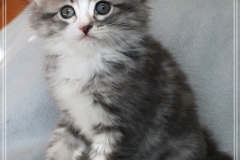 Schneeflocke-Liebeshof-blue-classic-silver-tabby-white-8-Wochen-alt.-www.sibirische-katzen-hamburg.de-III