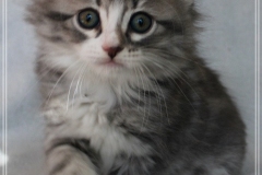 Schneeflocke-Liebeshof-blue-classic-silver-tabby-white-8-Wochen-alt.-www.sibirische-katzen-hamburg.de_