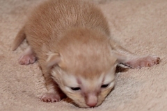 Shane-OShea-Liebeshof-fawn-golden-tabby-14-Tage-alt.-www.sibirische-katzen-hamburg-1