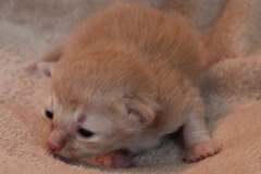 Shane-OShea-Liebeshof-fawn-golden-tabby-14-Tage-alt.-www.sibirische-katzen-hamburg-3