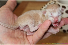 Shane-OShea-Liebeshof-fawn-golden-tabby-2-Tage-alt.-www.sibirische-katzen-hamburg.de_