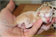 Shane-OShea-Liebeshof-fawn-golden-tabby-3-Tage-alt.-www.sibirische-katzen-hamburg-1