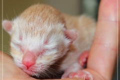 Shane-OShea-Liebeshof-fawn-golden-tabby-3-Tage-alt.-www.sibirische-katzen-hamburg.de-III