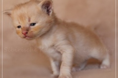 Shane-OShea-Liebeshof-fawn-golden-tabby-4-Wochen-alt.-www.sibirische-katzen-hamburg-1