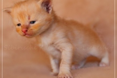 Shane-OShea-Liebeshof-fawn-golden-tabby-4-Wochen-alt.-www.sibirische-katzen-hamburg-2