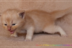 Shane-OShea-Liebeshof-fawn-golden-tabby-4-Wochen-alt.-www.sibirische-katzen-hamburg-3