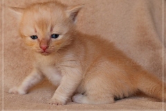 Shane-OShea-Liebeshof-fawn-golden-tabby-4-Wochen-alt.-www.sibirische-katzen-hamburg-4