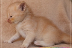 Shane-OShea-Liebeshof-fawn-golden-tabby-4-Wochen-alt.-www.sibirische-katzen-hamburg-5