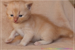 Shane-OShea-Liebeshof-fawn-golden-tabby-4-Wochen-alt.-www.sibirische-katzen-hamburg-6
