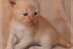 Shane-OShea-Liebeshof-fawn-golden-tabby-4-Wochen-alt.-www.sibirische-katzen-hamburg-7