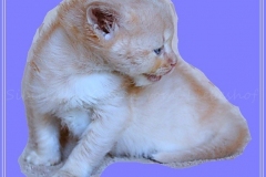 Shane-OShea-Liebeshof-fawn-golden-tabby-5-Wochen-alt.-www.sibirische-katzen-hamburg-1