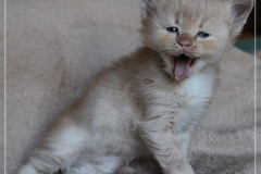 Shane-OShea-Liebeshof-fawn-golden-tabby-5-Wochen-alt.-www.sibirische-katzen-hamburg-2