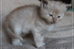 Shane-OShea-Liebeshof-fawn-golden-tabby-5-Wochen-alt.-www.sibirische-katzen-hamburg-3