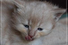 Shane-OShea-Liebeshof-fawn-golden-tabby-5-Wochen-alt.-www.sibirische-katzen-hamburg-4