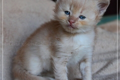 Shane-OShea-Liebeshof-fawn-golden-tabby-5-Wochen-alt.-www.sibirische-katzen-hamburg-III