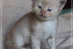Shane-OShea-Liebeshof-fawn-golden-tabby-5-Wochen-alt.-www.sibirische-katzen-hamburg.de-I