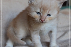 Shane-OShea-Liebeshof-fawn-golden-tabby-5-Wochen-alt.-www.sibirische-katzen-hamburg.de_