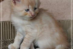 Shane-OShea-Liebeshof-fawn-golden-tabby-6-Wochen-alt.-www.sibirische-katzen-hamburg-I