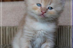 Shane-OShea-Liebeshof-fawn-golden-tabby-6-Wochen-alt.-www.sibirische-katzen-hamburg-II