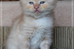 Shane-OShea-Liebeshof-fawn-golden-tabby-6-Wochen-alt.-www.sibirische-katzen-hamburg-III