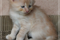 Shane-OShea-Liebeshof-fawn-golden-tabby-6-Wochen-alt.-www.sibirische-katzen-hamburg