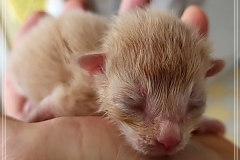 Shane-OShea-Liebeshof-fawn-golden-tabby-7-Tage-alt.-www.sibirische-katzen-hamburg.de_