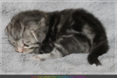Snow-Taiga-Liebeshof-blue-silver-classic-tabby-white-14-Tage-alt.-www.sibirische-katzen-hamburg.de-I