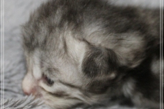Snow-Taiga-Liebeshof-blue-silver-classic-tabby-white-14-Tage-alt.-www.sibirische-katzen-hamburg.de-II