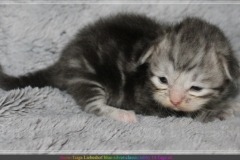 Snow-Taiga-Liebeshof-blue-silver-classic-tabby-white-14-Tage-alt.-www.sibirische-katzen-hamburg.de_