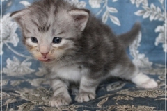 Snow-Taiga-Liebeshof-blue-silver-classic-tabby-white-3-Wochen-alt.-www.sibirische-katzen-hamburg.de-I