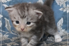 Snow-Taiga-Liebeshof-blue-silver-classic-tabby-white-3-Wochen-alt.-www.sibirische-katzen-hamburg.de-II