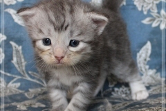 Snow-Taiga-Liebeshof-blue-silver-classic-tabby-white-3-Wochen-alt.-www.sibirische-katzen-hamburg.de-III