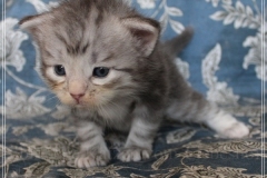 Snow-Taiga-Liebeshof-blue-silver-classic-tabby-white-3-Wochen-alt.-www.sibirische-katzen-hamburg.de_
