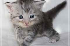Snow-Taiga-Liebeshof-blue-silver-classic-tabby-white-4-Wochen-alt.-www.sibirische-katzen-hamburg.de-I
