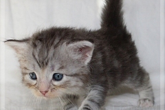 Snow-Taiga-Liebeshof-blue-silver-classic-tabby-white-4-Wochen-alt.-www.sibirische-katzen-hamburg.de-II