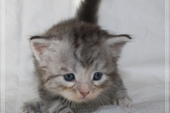 Snow-Taiga-Liebeshof-blue-silver-classic-tabby-white-4-Wochen-alt.-www.sibirische-katzen-hamburg.de-V