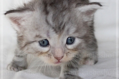 Snow-Taiga-Liebeshof-blue-silver-classic-tabby-white-4-Wochen-alt.-www.sibirische-katzen-hamburg.de-VI