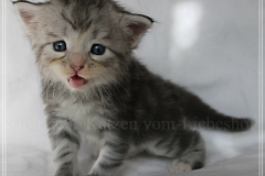 Snow-Taiga-Liebeshof-blue-silver-classic-tabby-white-4-Wochen-alt.-www.sibirische-katzen-hamburg.de-VII