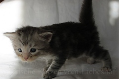 Snow-Taiga-Liebeshof-blue-silver-classic-tabby-white-4-Wochen-alt.-www.sibirische-katzen-hamburg.de_