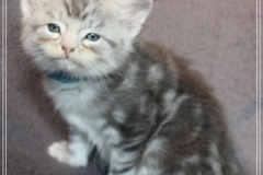 Snow-Taiga-Liebeshof-blue-silver-classic-tabby-white-5-Wochen-alt.-www.sibirische-katzen-hamburg.de-I