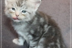 Snow-Taiga-Liebeshof-blue-silver-classic-tabby-white-5-Wochen-alt.-www.sibirische-katzen-hamburg.de-II