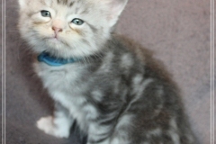 Snow-Taiga-Liebeshof-blue-silver-classic-tabby-white-5-Wochen-alt.-www.sibirische-katzen-hamburg.de-III