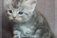 Snow-Taiga-Liebeshof-blue-silver-classic-tabby-white-5-Wochen-alt.-www.sibirische-katzen-hamburg.de-IV