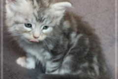 Snow-Taiga-Liebeshof-blue-silver-classic-tabby-white-5-Wochen-alt.-www.sibirische-katzen-hamburg.de_