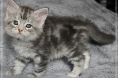 Snow-Taiga-Liebeshof-blue-silver-classic-tabby-white-7-Wochen-alt.-www.sibirische-katzen-hamburg.de-I
