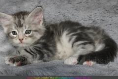 Snow-Taiga-Liebeshof-blue-silver-classic-tabby-white-7-Wochen-alt.-www.sibirische-katzen-hamburg.de-II