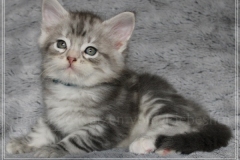 Snow-Taiga-Liebeshof-blue-silver-classic-tabby-white-7-Wochen-alt.-www.sibirische-katzen-hamburg.de-III