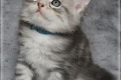 Snow-Taiga-Liebeshof-blue-silver-classic-tabby-white-7-Wochen-alt.-www.sibirische-katzen-hamburg.de-IV